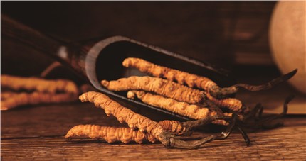 什么是斷草？斷草和冬蟲夏草的區(qū)別和購買常識