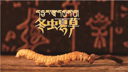 那曲新鮮冬蟲夏草什么時候采挖？